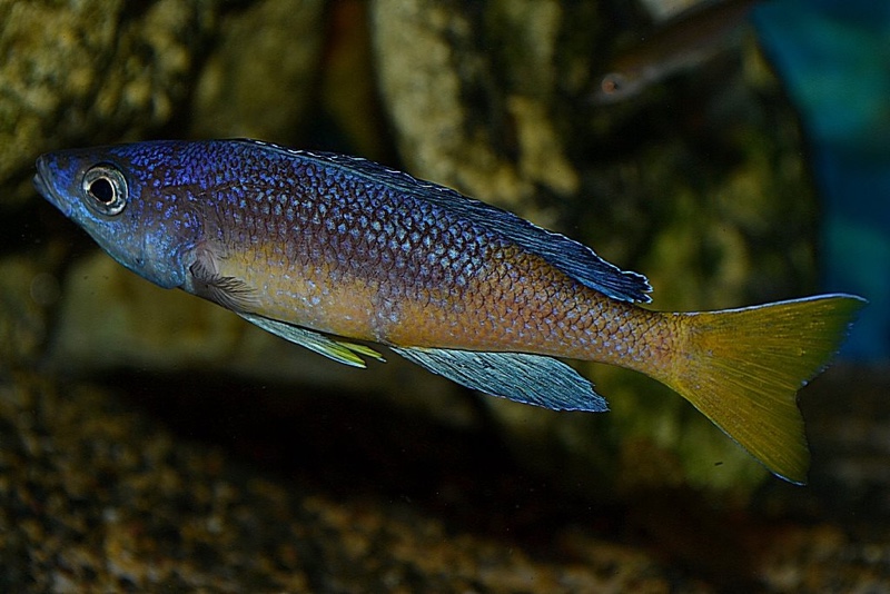Cyprichromis sp. 'brilliant jumbo' Kitumba